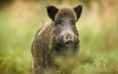 Zdjęcie do Apel Powiatowego Lekarza Weterynarii w Opatowie
