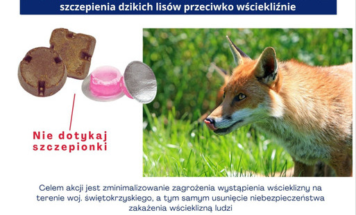 Zdjęcie do Informacja odnośnie akcji szczepienia lis&oacute;w